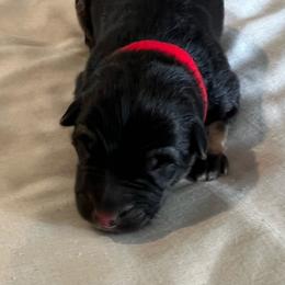 Girl 3-red - Black and tan female German Shepherd puppy in Sharon Grove, Kentucky from Julie’s Shepherds
