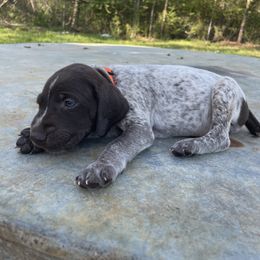 Puppy 2 - Liver and white German Shorthaired Pointer puppy in Pollok, Texas from Rockin’ Lazy 8