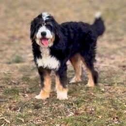 Sassafras - Bernedoodle
