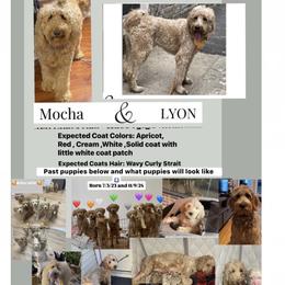 2nd pick  Apply if you're interested in a puppy Read Description - Red  female Goldendoodle puppy in Brooklyn, New York from Lyon and Luna Goldendoodles Bernedoodles