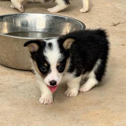 Batman - Black and tan male Pembroke Welsh Corgi puppy in Millsap, Texas from Punchy Pembroke Ranch