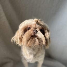 Iris - Liver female Shih Tzu puppy in Clinton, Tennessee from Southland’s Shih Tzus