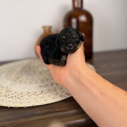 Green - Tri-color male Bernedoodle puppy in Sweetwater, Florida from Sandy Snout Doodles