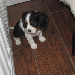 Male 2 - Tri-color male Cavalier King Charles Spaniel puppy in Harvard, Illinois from Lori's Cavalier King Charles Spaniels & Dachshunds