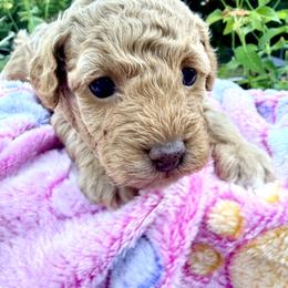 Poodle Puppies from Pet Guardian Smart Kennels, LLC