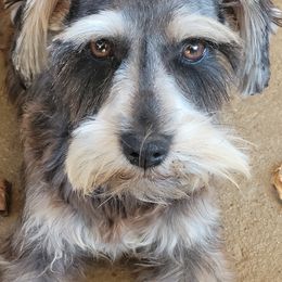 Ember - Miniature Schnauzer