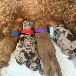 Goldendoodle puppies from Miami Mini Doodles