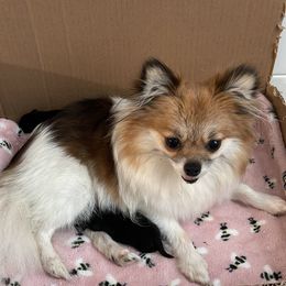 Luna - Pomeranian
