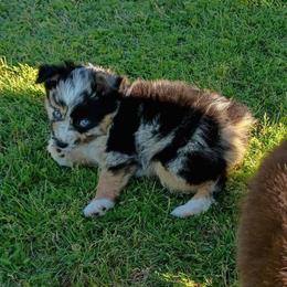 Millie - Blue merle female Miniature Australian Shepherd puppy in Copperas Cove, Texas from Aussies Acre