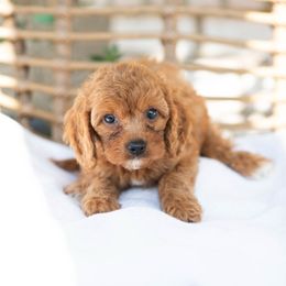 Merlot - Red male Cavapoo puppy in Daphne, Alabama from Harper Doodles