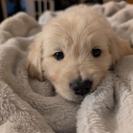 Brown - Light golden male Golden Retriever puppy in Madison, Ohio from Heckmans English Cream Golden Retrievers