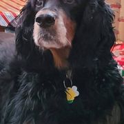 Gordon Setters from Heart of Gold Canine