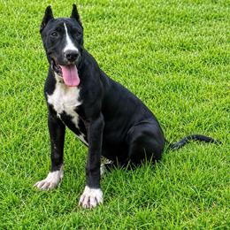 Crimson - Black female Perro de Presa Canario puppy in Goshen, Alabama from Mesquite Creek Kennels