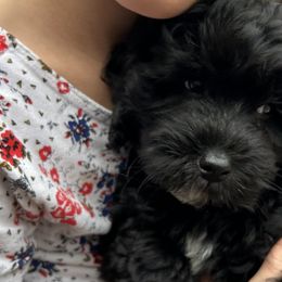 Cavapoos, Havanese, Havapoos, and Poodles from West Cobb Dogs