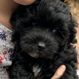 Cavapoos, Havanese, Havapoos, and Poodles from West Cobb Dogs