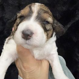 Girl 5 - female Bernedoodle puppy in Greeneville, Tennessee from My Two Doodles