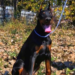 Harry - Black and rust male Doberman Pinscher puppy in China Township, Michigan from Snell's Superior Kennel Dobermann & GSP