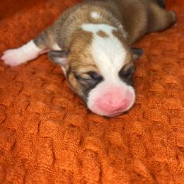 American Corgi and Pembroke Welsh Corgi Puppies from High Cotton Corgis