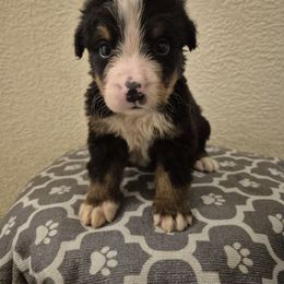 Joe - Black rust and white male Bernese Mountain Dog puppy in Argyle, Iowa from Sugar Creek Kennels