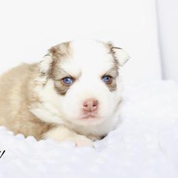 Flurry - Chocolate male Pomsky puppy in Murfreesboro, Tennessee from Middle Tennessee Pomskies