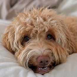 True - Australian Labradoodle