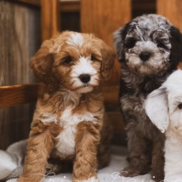 Crimson Ember - Red female Aussiedoodle puppy in Centreville, Mississippi from Trin's Designer Doodles