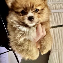 Pomeranian Puppies from Pom Fam