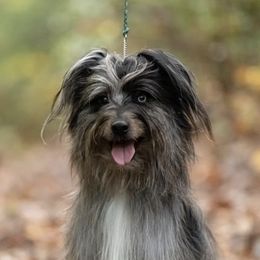 Boston Terriers and Pyrenean Shepherds from Echo Ridge Kennel