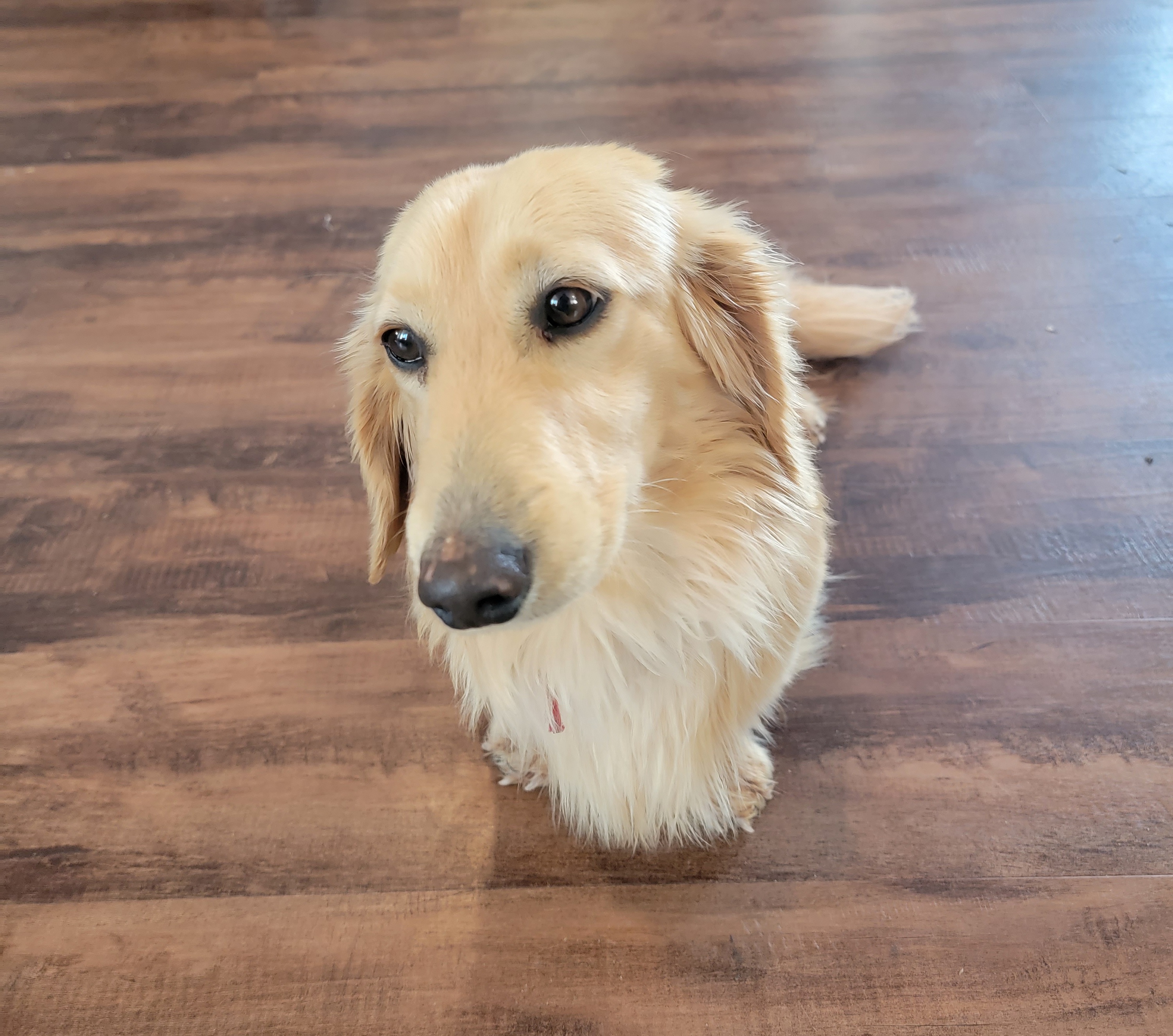 Winston - Dachshund