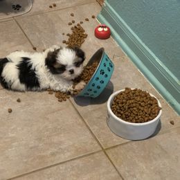 Manzo - Red and white male Shih Tzu puppy in Spring, Texas from Precious Tzu Crew