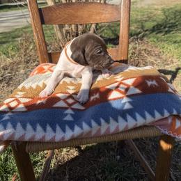 Orange - Liver and white female German Shorthaired Pointer puppy in Union Hall, Virginia from Rustic Creek Farms