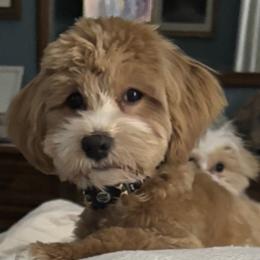 Barney - Havanese
