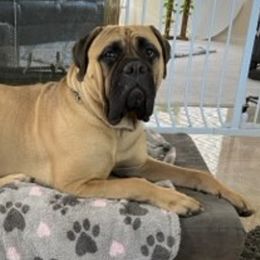 Bullmastiffs from Kristin's Bullmastiffs