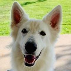 Berger Blanc Suisses from Side by Side