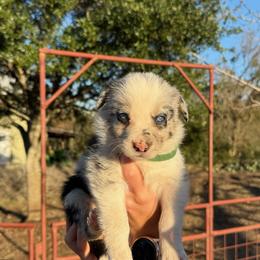 Girl 1 - female Border Collie puppy in Austin, Texas from Abundant Life Ranch Border Collies