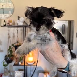 Miniature Schnauzer Puppies from R&T Tx Mini Schnauzers