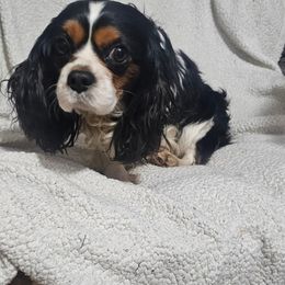 Money - Cavalier King Charles Spaniel