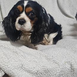 Money - Cavalier King Charles Spaniel
