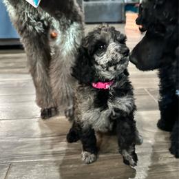 SHERRY-Pink collar female - Black female Poodle puppy in Chino Valley, Arizona from Whiskey Row Royals
