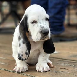 Caraxes - Black white and tan male Basset Hound puppy in West Chester, Ohio from Bed-N-Bassets