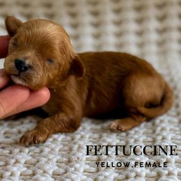 Fettuccine - Red female Cavapoo puppy in Pagosa Springs, Colorado from Selah Mountain Dogs