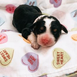 Bernedoodle Puppies from VidaDoodle