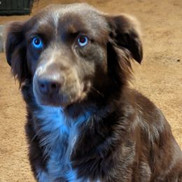 Australian Shepherds, Miniature Australian Shepherds, and Toy Australian Shepherds from A&M Australian Shepherds