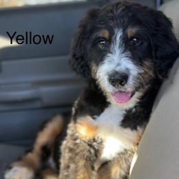 Yellow - Tri-color male Bernedoodle puppy in Pasco, Washington from Camp Doodle Woods