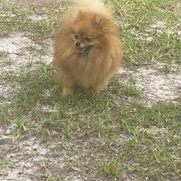 Pomeranian puppies from Bourlet Poms