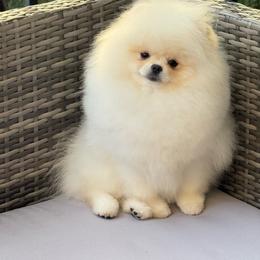 Zefir - White male Pomeranian puppy in Denver, Colorado from Diana's Pomeranians