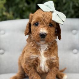 Joplin - Red  female Goldendoodle puppy in Queen Creek, Arizona from Goldendoodle AZ