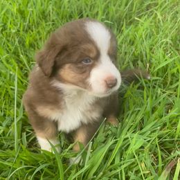 Mars - Red tri-color male Miniature American Shepherd puppy in Ruffin, North Carolina from Valkyrie Adventures