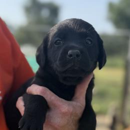 Jewel (No Collar) - Black female Dilute Retriever puppy in Baldwin City, Kansas from Hedge Lane Labradors