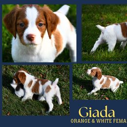 Giada - Orange and white female Brittany puppy in Hollidaysburg, Pennsylvania from Royal Flush Farms